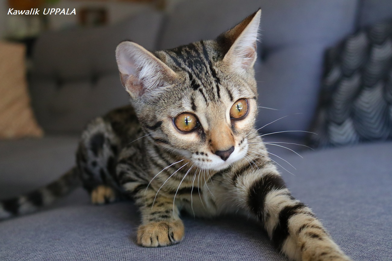 CHATON BENGAL DISPONIBLE
